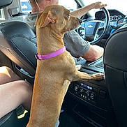 Hott Dawg joined the competition — help win amazing prizes! dog, car, driver, man, seat, steering_wheel, collar, interior, dashboard, window, person, side_view, seatbelt, leather, sunlight, road_trip, pet, companion, travel, curious