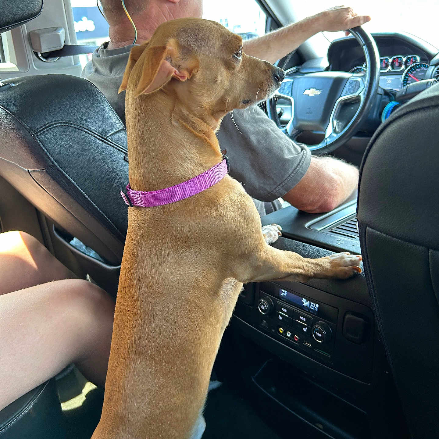 Hott Dawg joined the competition — help win amazing prizes! car, collar, companion, curious, dashboard, dog, driver, interior, leather, man, person, pet, road_trip, seat, seatbelt, side_view, steering_wheel, sunlight, travel, window