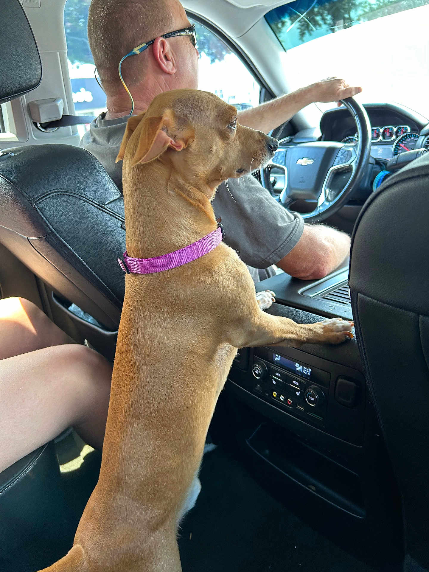 Hott Dawg joined the competition — help win amazing prizes! dog, car, driver, man, seat, steering_wheel, collar, interior, dashboard, window, person, side_view, seatbelt, leather, sunlight, road_trip, pet, companion, travel, curious