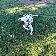 Lola is registered to the contest to win money with this photo: dog, grass, outdoor, dandelion, pet, animal, sunlight, playful, canine, field, nature, tongue_out, happy, summer, greenery, daylight, leisure, mammal, pink_harness, resting