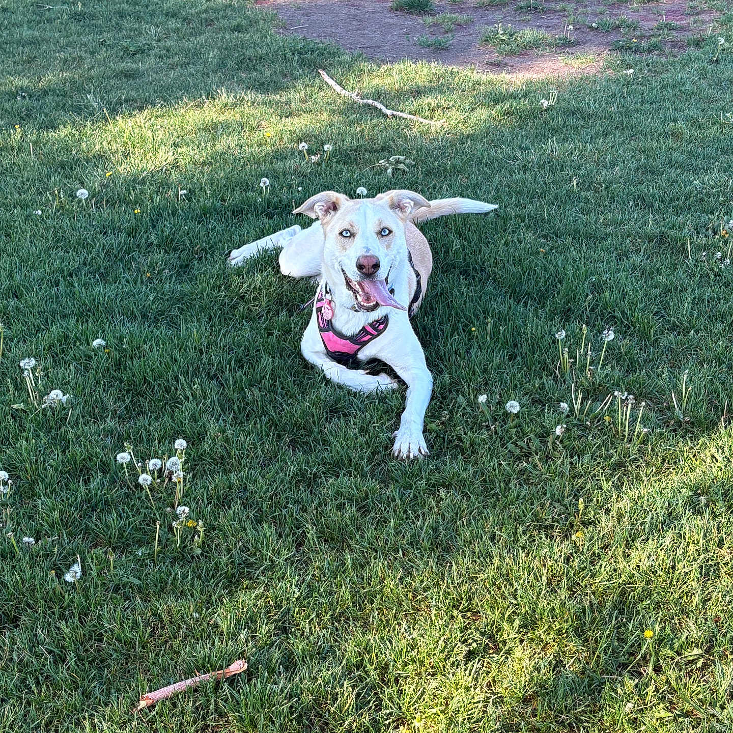 Lola is registered to the contest to win money with this photo: dog, grass, outdoor, dandelion, pet, animal, sunlight, playful, canine, field, nature, tongue_out, happy, summer, greenery, daylight, leisure, mammal, pink_harness, resting