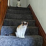 cat, stairs, carpet, indoor, wooden_railing, two_animals, pet, feline, sitting, resting, calm, alert, home, animal, domestic, quiet, vertical, wall, floor, fur
