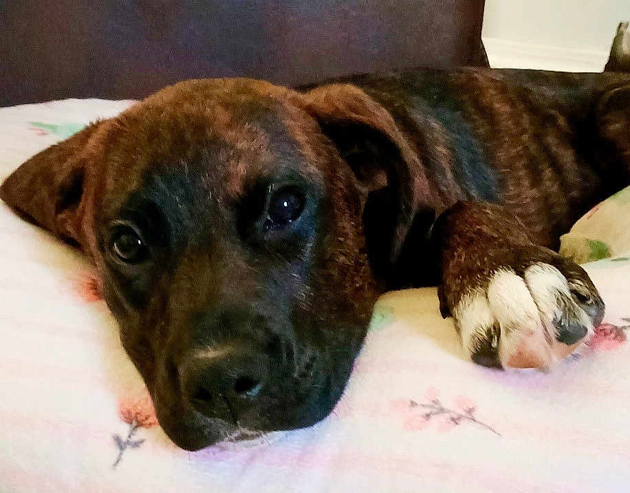 Xena joined the competition — help win amazing prizes! puppy, dog, brindle, lying_down, paw, blanket, floral_pattern, close_up, pet, cute, indoor, resting, young_dog, soft_texture, animal, canine, bed, sleepy, face, fur