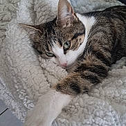 Vegas participe au concours pour gagner de l'argent avec cette photo : animal, cat, close_up, comfort, cozy, cute, fluffy_blanket, fur, green_eyes, indoor, laying_down, pet, relaxed, resting, sleepy, soft_texture, striped_fur, tabby_cat, whiskers, white_paw