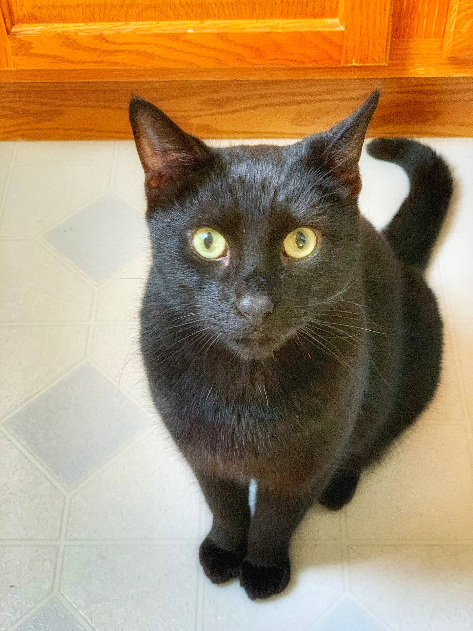 Frankenstein is registered to the contest to win money with this photo: asian, black_cat, bombay, burmese, carnivore, cat, chartreux, domestic_short_haired_cat, european_shorthair, felidae, korat, mammal, small_to_medium_sized_cats, snout, vertebrate, whiskers