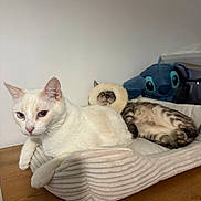 Zag Et Yuki participe au concours pour gagner de l'argent avec cette photo : animal, bed, cat, cozy, cute, domestic_animal, funny, fur, furniture, indoor, pet, plush_toy, portrait, relaxed, resting, sleeping, stitch_plush, tabby_cat, white_cat, wooden_table