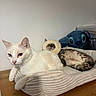 animal, bed, cat, cozy, cute, domestic_animal, funny, fur, furniture, indoor, pet, plush_toy, portrait, relaxed, resting, sleeping, stitch_plush, tabby_cat, white_cat, wooden_table