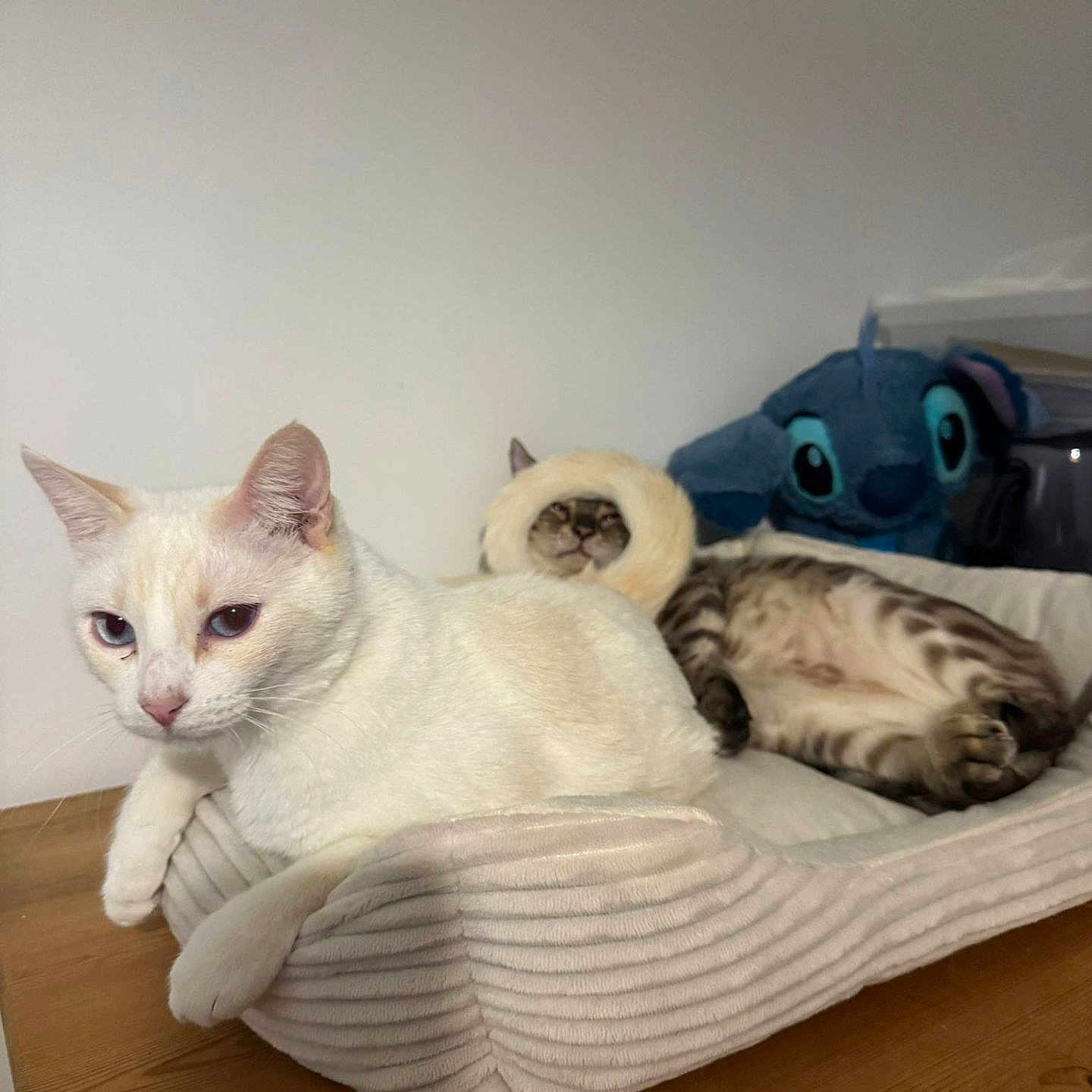 Zag Et Yuki