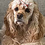 dog, pet, fluffy, curly_fur, bow, cute, portrait, animal, canine, relaxed, indoor, furry, face, ears, paws, close_up, soft_texture, comfort, adorable, laying_down