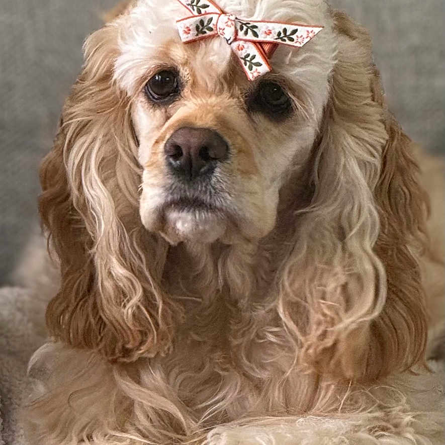 Sadie joined the competition — help win amazing prizes! adorable, animal, bow, canine, close_up, comfort, curly_fur, cute, dog, ears, face, fluffy, furry, indoor, laying_down, paws, pet, portrait, relaxed, soft_texture