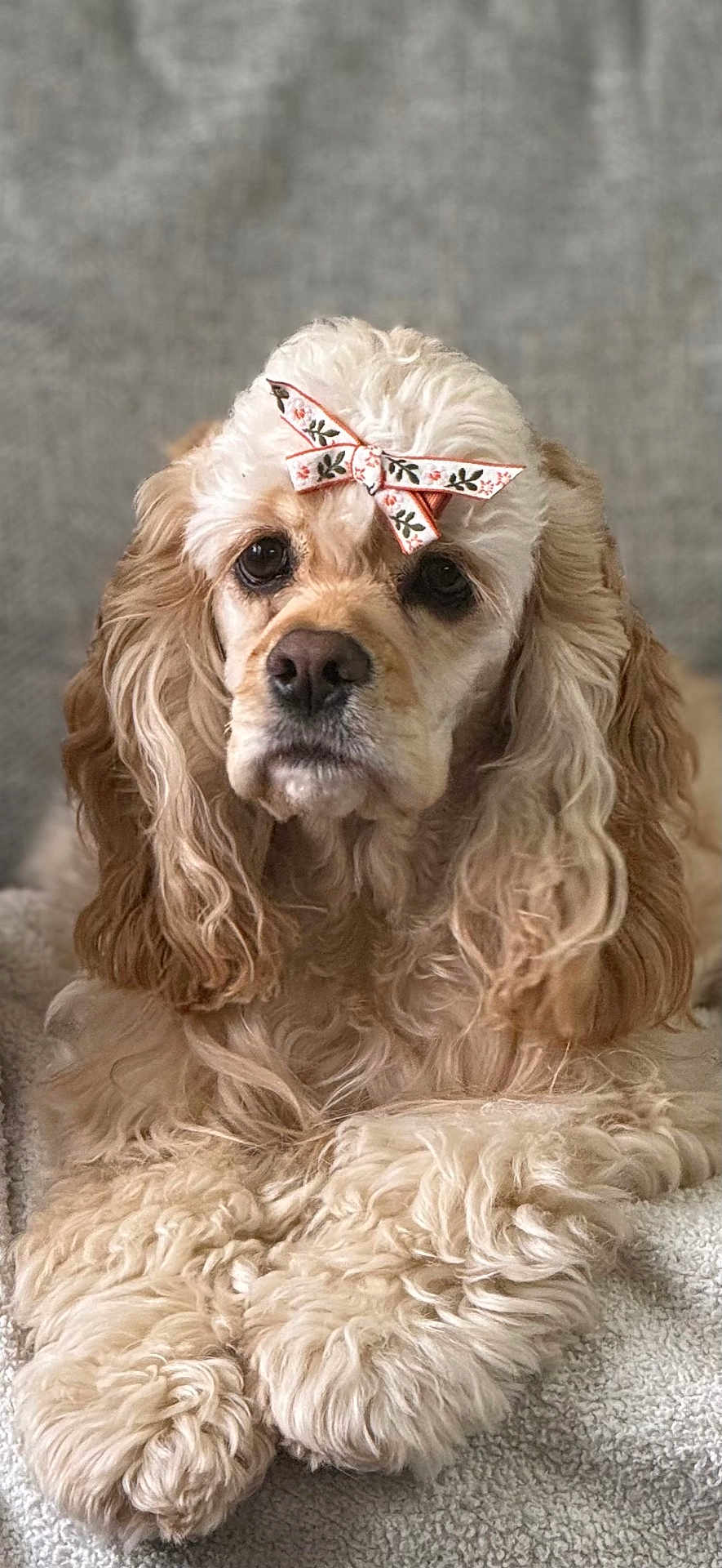 Sadie joined the competition — help win amazing prizes! dog, pet, fluffy, curly_fur, bow, cute, portrait, animal, canine, relaxed, indoor, furry, face, ears, paws, close_up, soft_texture, comfort, adorable, laying_down