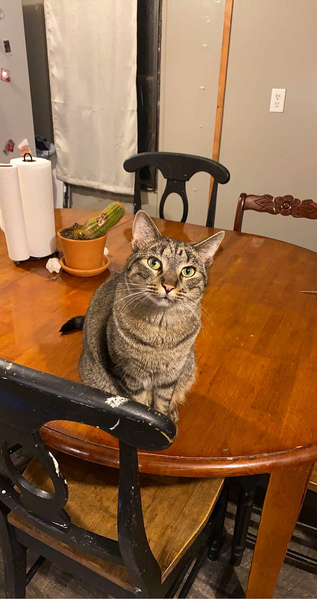 Max is registered to the contest to win money with this photo: carnivore, cat, chair, comfort, felidae, floor, flooring, fur, grey, hardwood, paper_towel, sitting, small_to_medium_sized_cats, table, tail, tissue_paper, toilet_paper, whiskers, wood, wood_stain