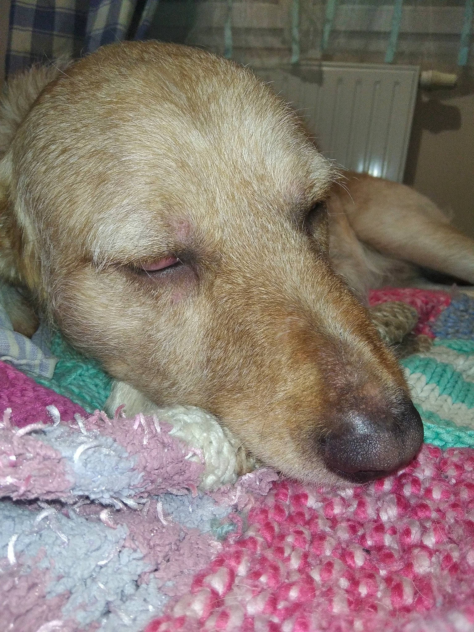 Snoop participe au concours pour gagner de l'argent avec cette photo : canidae, carnivore, comfort, companion_dog, dog, dog_breed, ear, fawn, fur, liver, nap, paw, sleep, sporting_group, terrestrial_animal, whiskers, working_animal