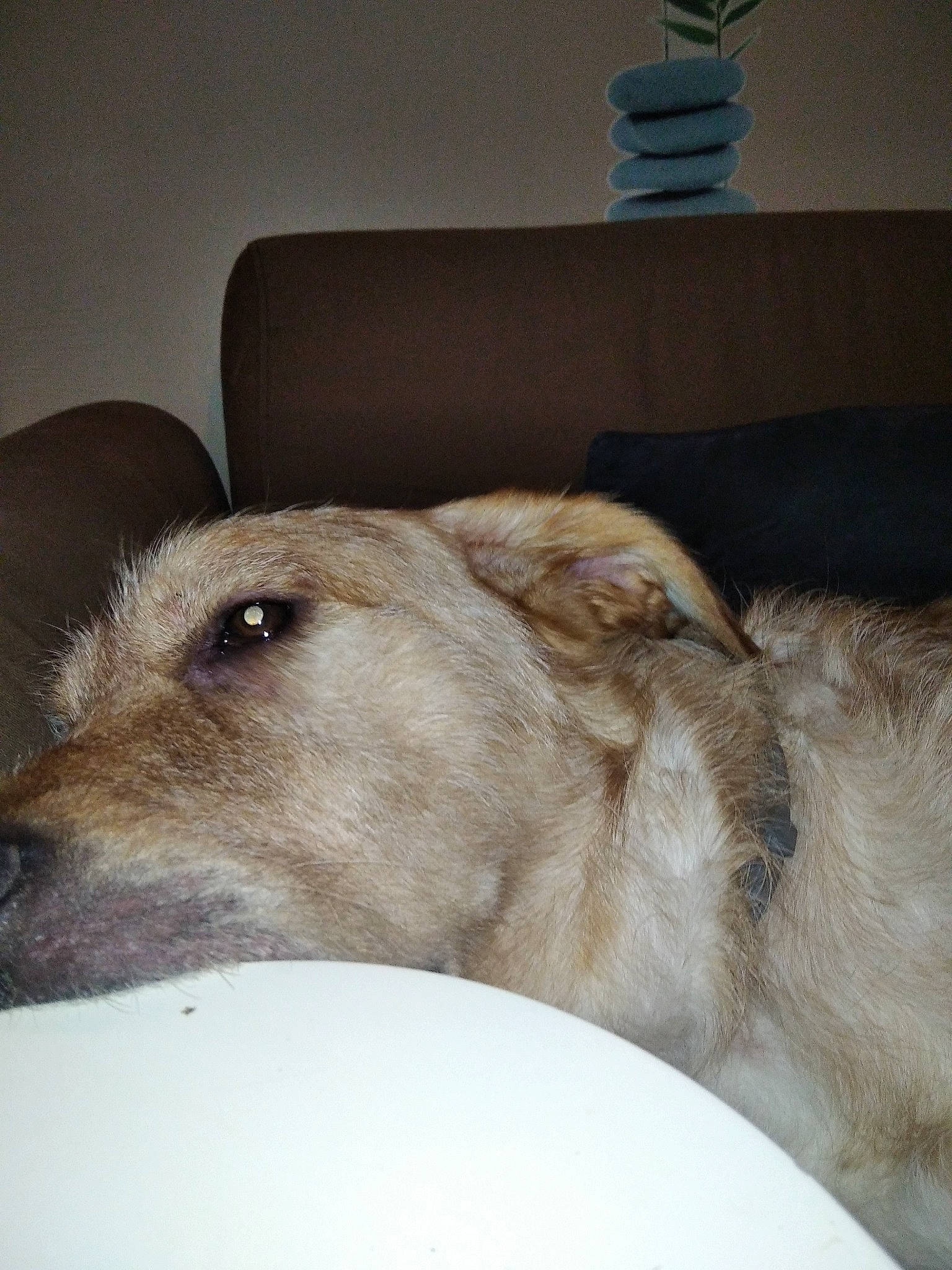 Snoop a rejoint le concours — aidez-le/la à gagner de superbes lots ! canidae, carnivore, comfort, companion_dog, dog, dog_breed, fawn, flooring, fur, linens, non_sporting_group, sighthound, snout, sporting_group, terrestrial_animal, whiskers, wood, working_animal