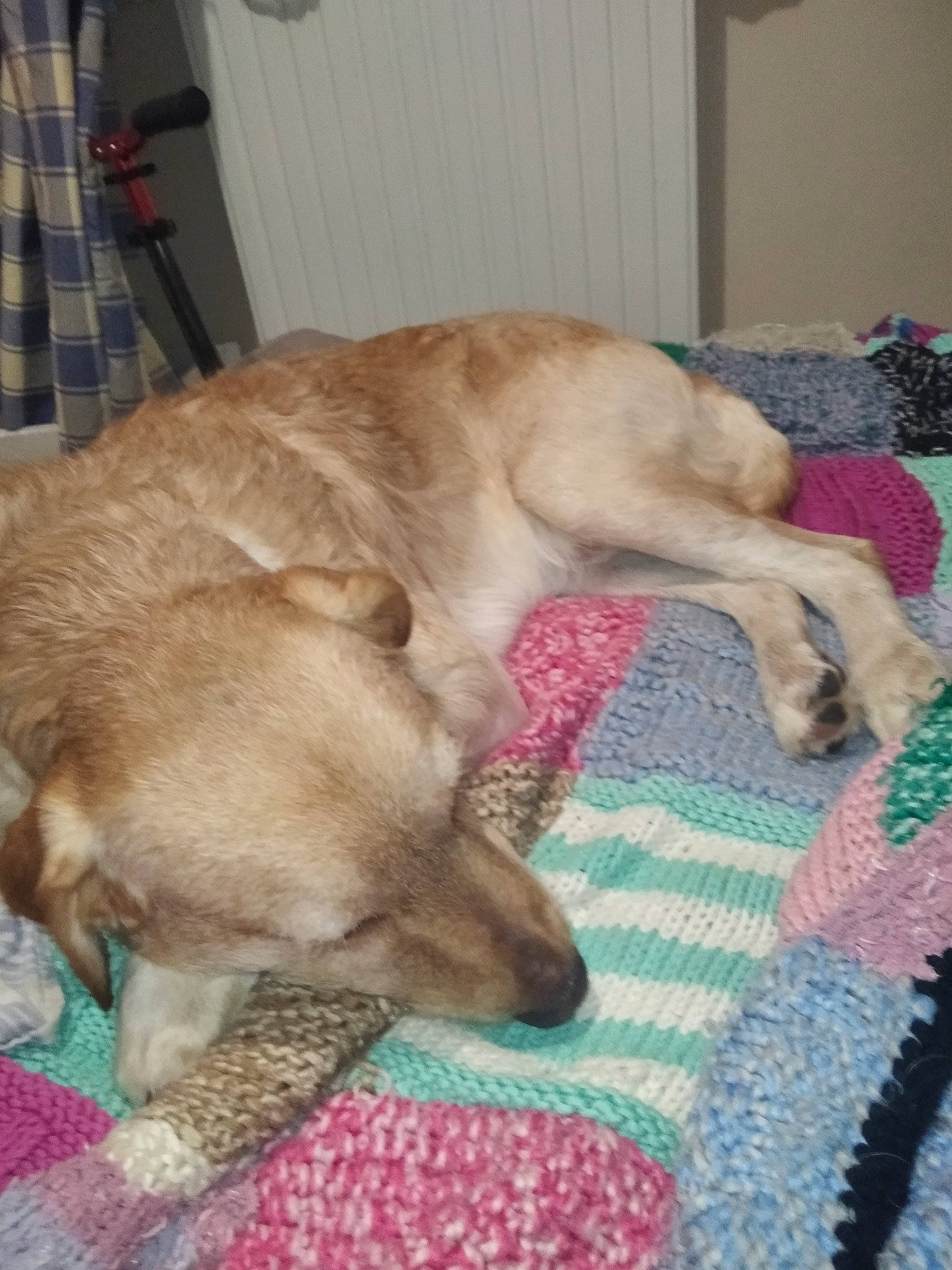 Snoop a rejoint le concours — aidez-le/la à gagner de superbes lots ! bed, canidae, carnivore, comfort, companion_dog, curtain, dog, dog_breed, fawn, flooring, fur, linens, liver, nap, plaid, retriever, sleep, sporting_group, tail, tartan