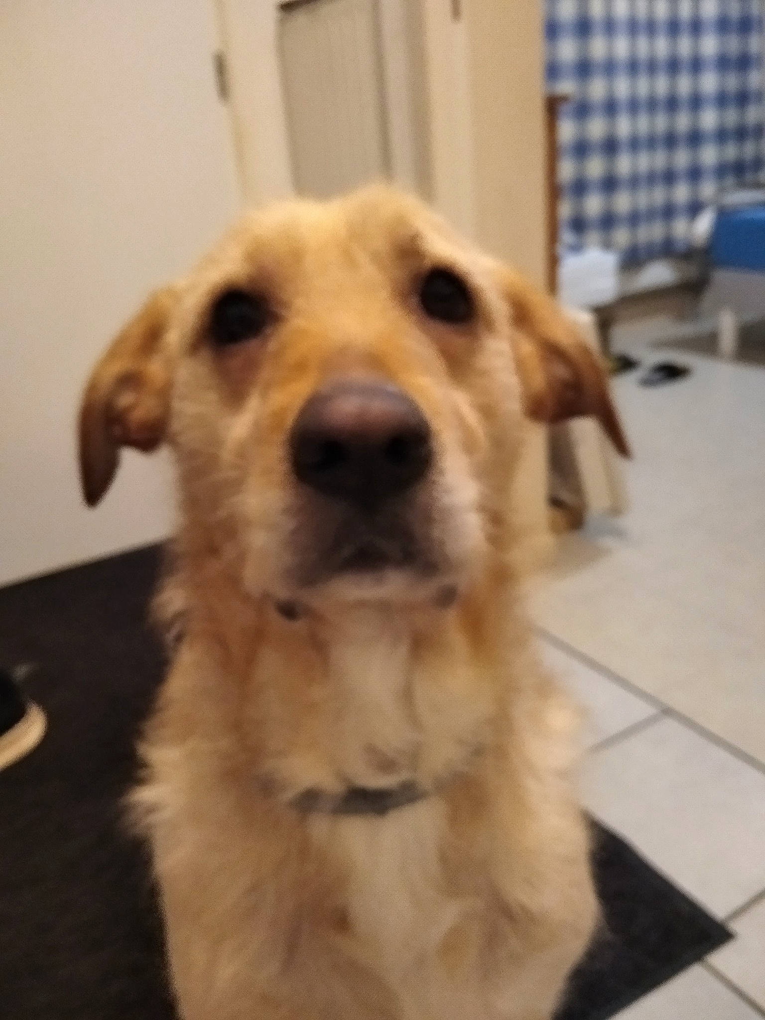 Snoop a rejoint le concours — aidez-le/la à gagner de superbes lots ! canidae, carnivore, companion_dog, dog, dog_breed, dog_supply, flooring, fur, hardwood, pet_supply, snout, sporting_group, terrestrial_animal, tile_flooring, whiskers, wood, working_animal