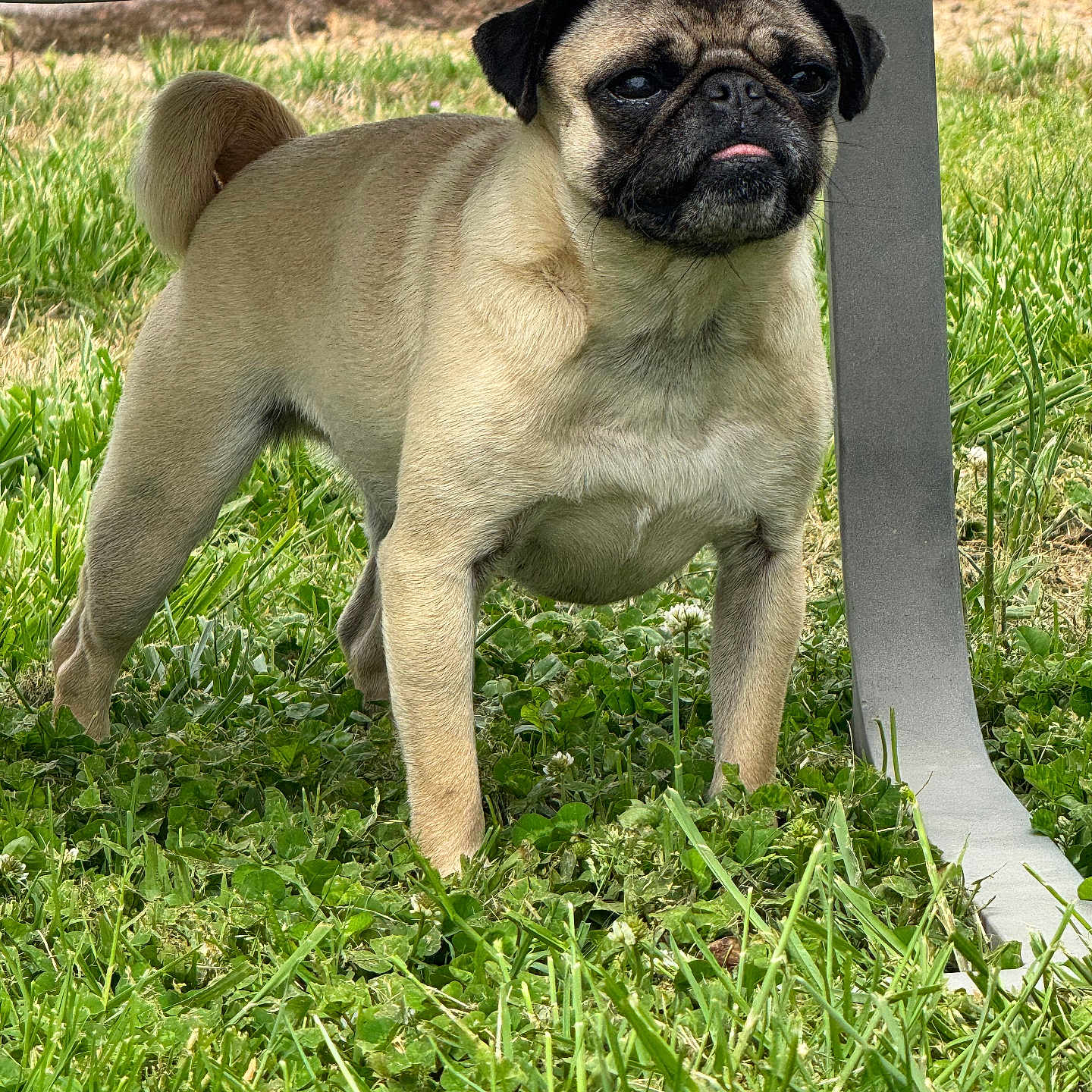 Taffy joined the competition — help win amazing prizes! alert, animal, closeup, cute, daylight, dog, ears, fur, garden, grass, metal_bench, muzzle, nature, outdoor, pet, pug, small_dog, standing, tail, tongue_out