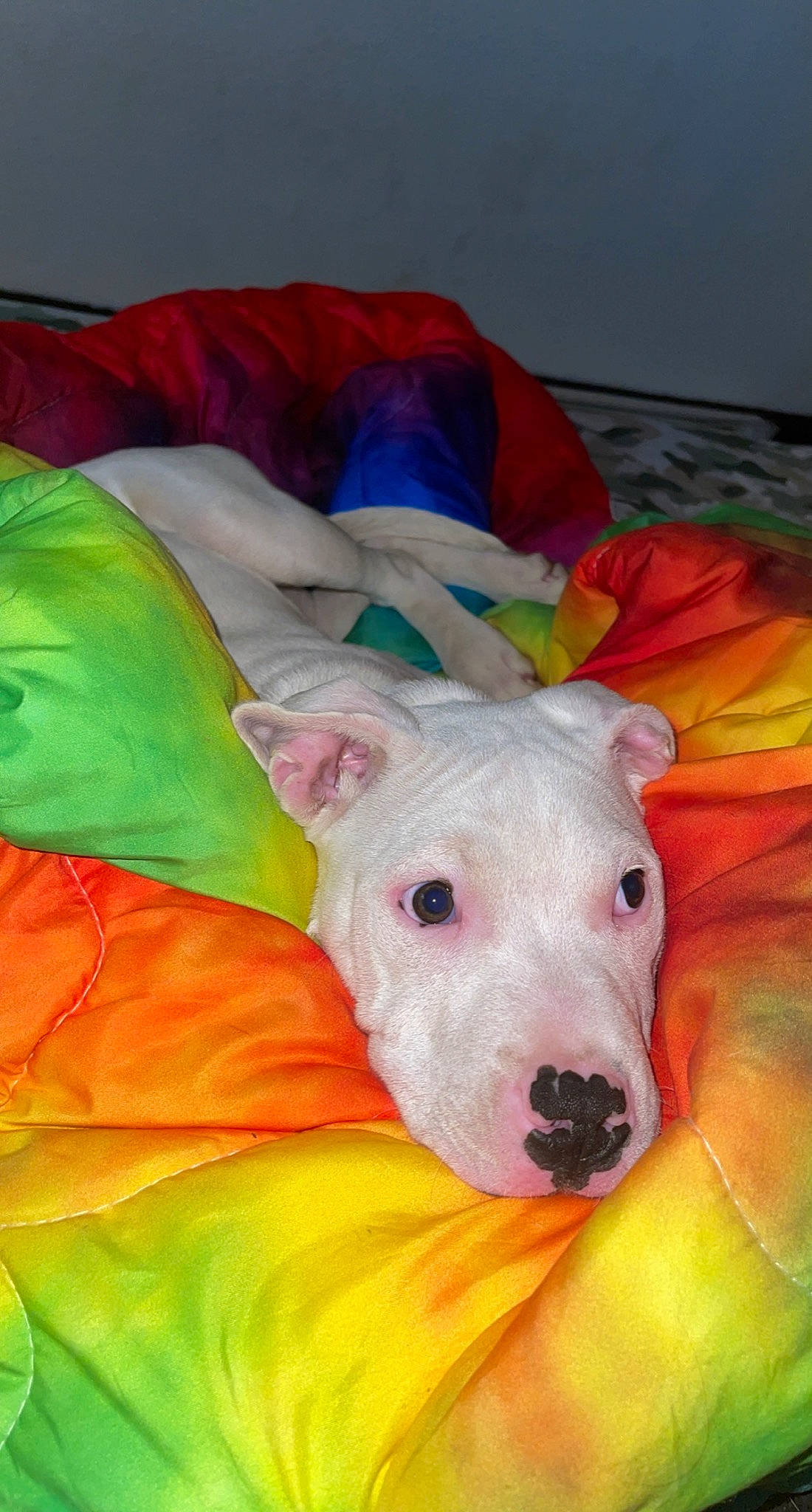 Dodge joined the competition — help win amazing prizes! art, canidae, carnivore, companion_dog, dog, dog_breed, dog_clothes, dog_sports, dog_supply, dog_toy, fawn, linens, magenta, nap, paint, painting, snout, sporting_group, tail, working_animal