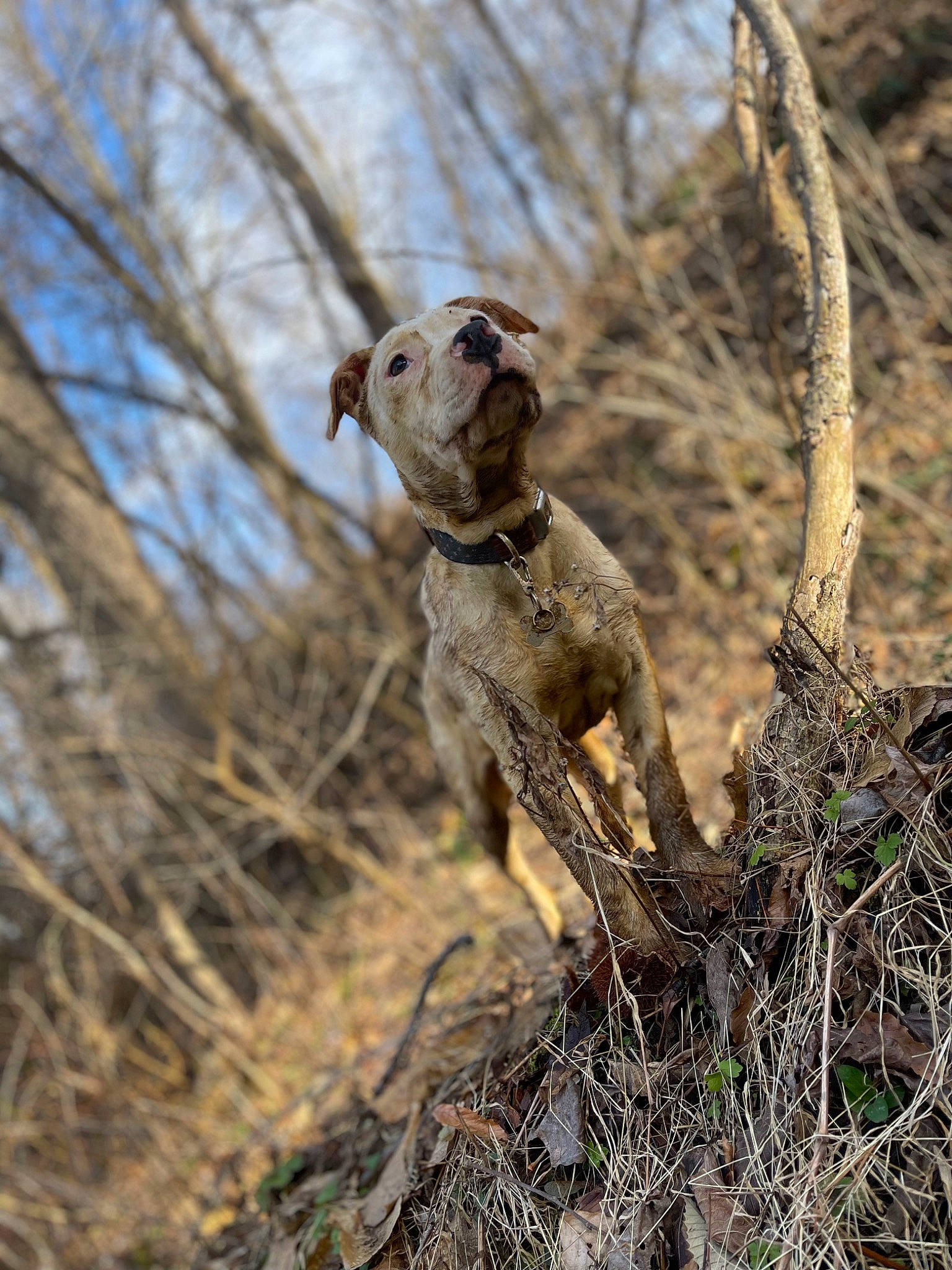 Dodge is registered to the contest to win money with this photo: branch, canidae, carnivore, companion_dog, dog, dog_breed, fawn, grass, plant, rampur_greyhound, snout, soil, sporting_group, tail, terrestrial_animal, tree, trunk, twig, wood, working_animal