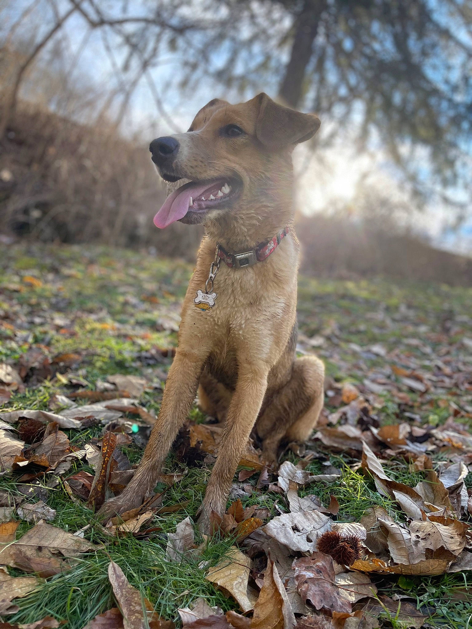 Dakota is registered to the contest to win money with this photo: adventure, carnivore, companion_dog, dog, dog_breed, fawn, forest, grass, liver, plant, sky, snout, soil, sporting_group, tail, terrestrial_animal, tree, wildlife, wood, working_animal