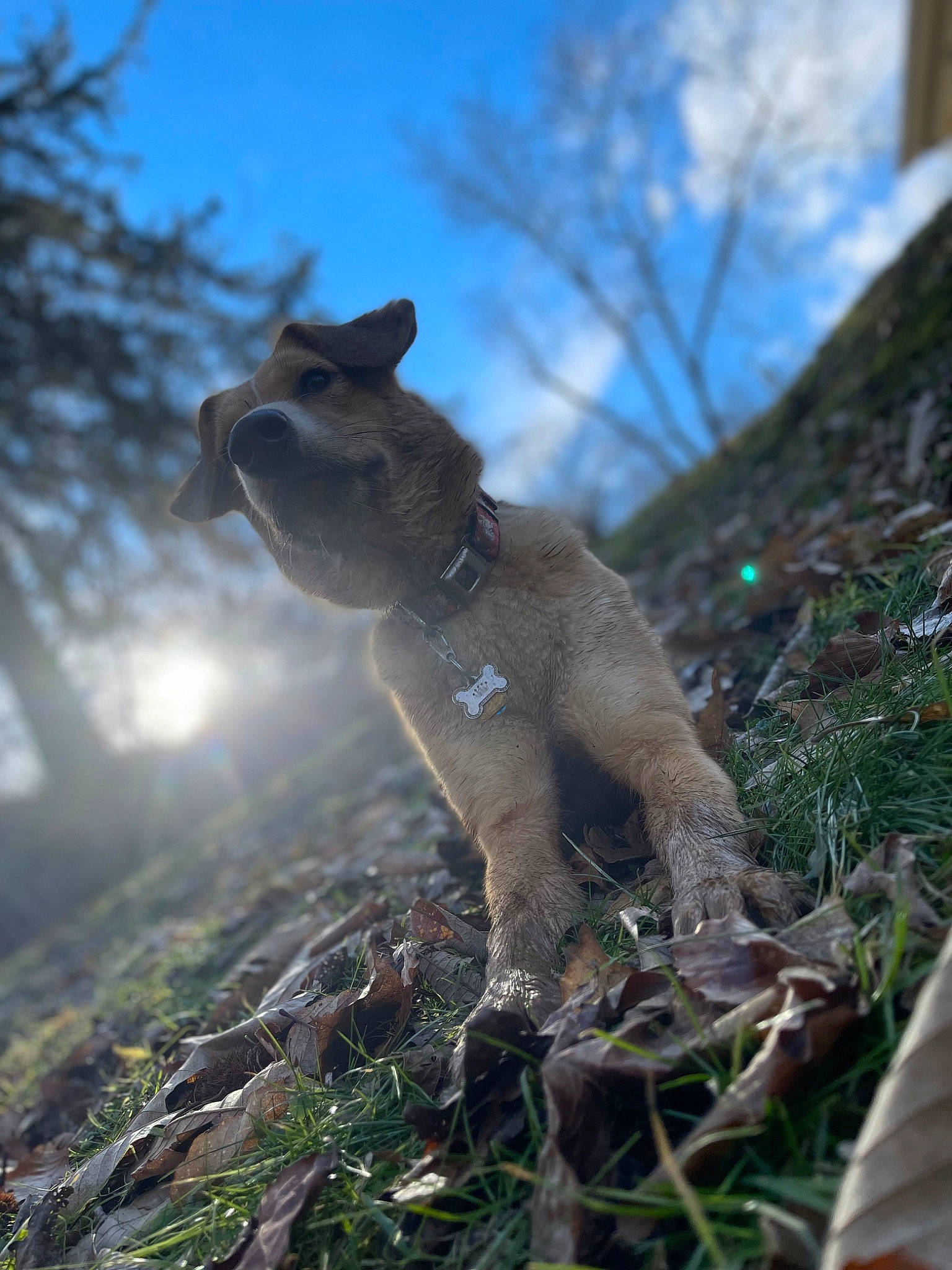 Dakota joined the competition — help win amazing prizes! canidae, carnivore, cat, cloud, electric_blue, fawn, felidae, forest, fur, grass, plant, rock, sky, small_to_medium_sized_cats, tail, terrestrial_animal, tree, whiskers, wildlife, wood