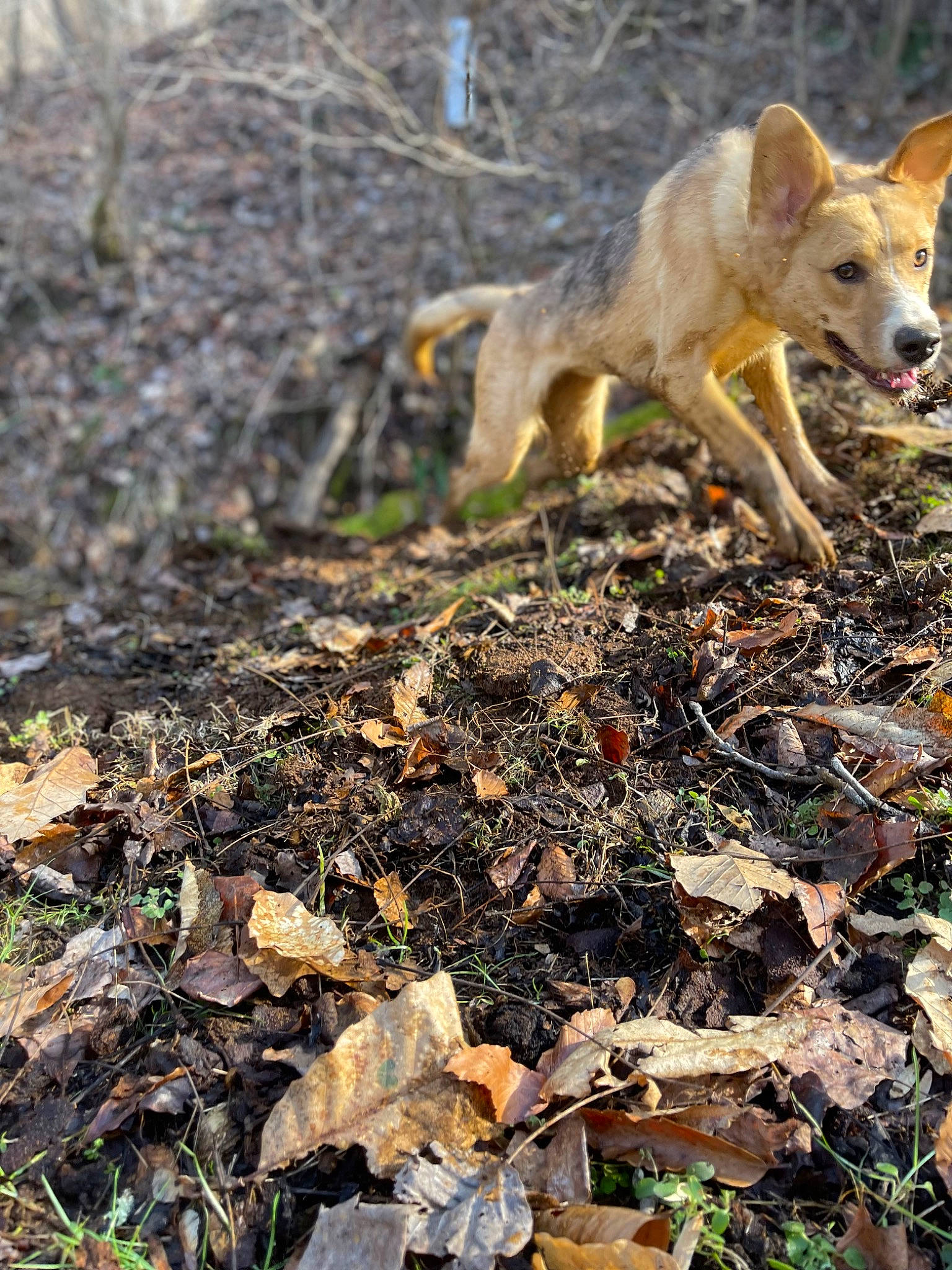 Dakota joined the competition — help win amazing prizes! autumn, canis, carnivore, companion_dog, deciduous, dog, dog_breed, fawn, fox, grass, groundcover, non_sporting_group, plant, soil, tail, terrestrial_animal, twig, wildlife, wood, woodland