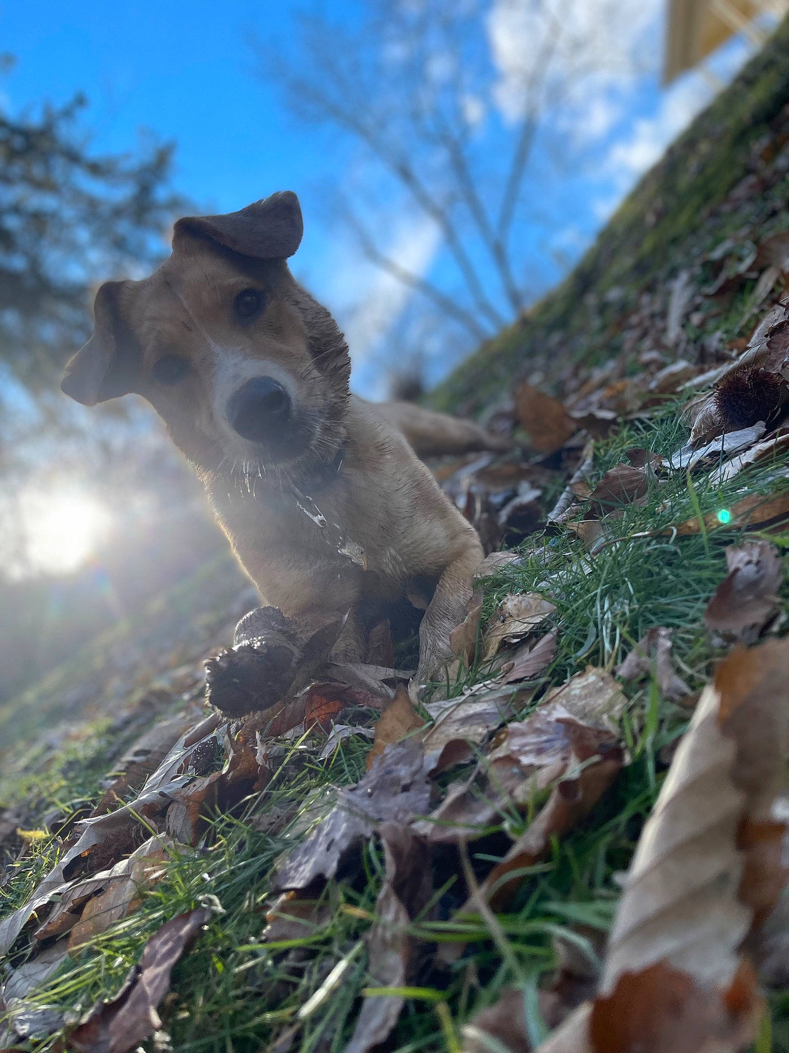 Dakota joined the competition — help win amazing prizes! cloud, fawn, forest, grass, landscape, lens_flare, livestock, marsupial, natural_landscape, plant, rock, sky, terrestrial_animal, terrestrial_plant, tree, trunk, twig, wilderness, wildlife, wood