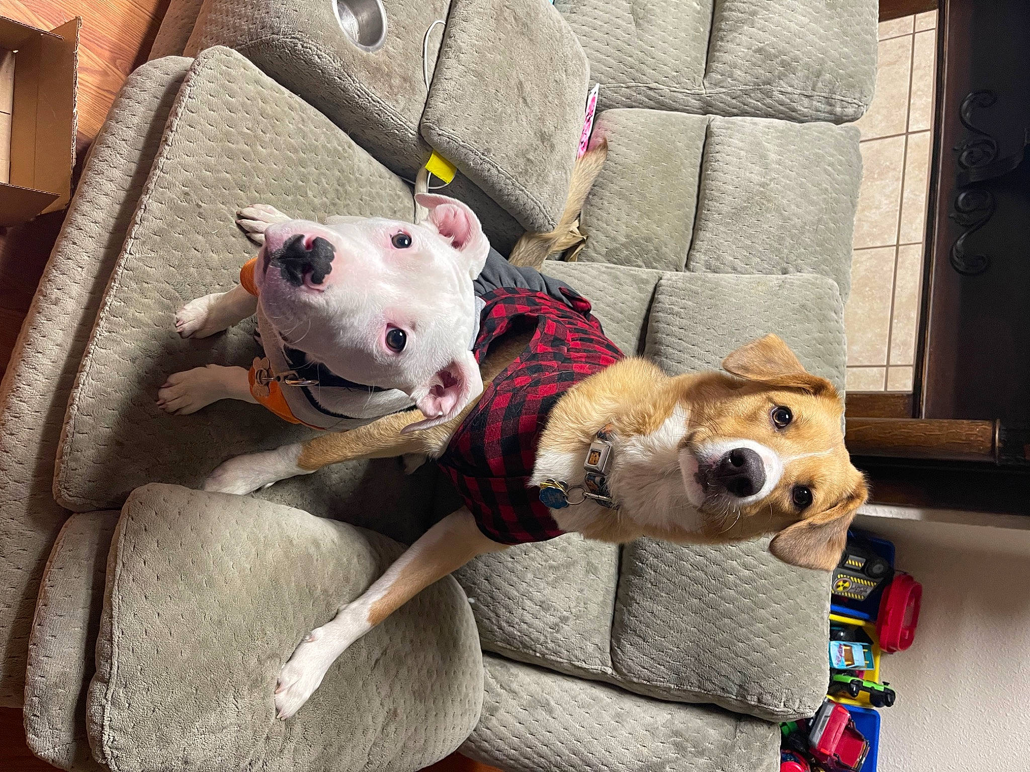 Dakota is registered to the contest to win money with this photo: carmine, carnivore, collar, comfort, companion_dog, couch, dog, dog_bed, dog_breed, dog_clothes, dog_supply, fawn, fur, pet_supply, plush, snout, sporting_group, stuffed_toy, toy, working_animal