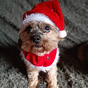 Guyzmo participe au concours pour gagner de l'argent avec cette photo : adorable, animal, brown_fur, carpet, christmas, christmas_costume, costume, cute, dog, festive, fluffy, fur, holiday, holiday_season, indoors, looking_up, pet, portrait, santa_hat, small_dog