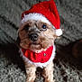 adorable, animal, brown_fur, carpet, christmas, christmas_costume, costume, cute, dog, festive, fluffy, fur, holiday, holiday_season, indoors, looking_up, pet, portrait, santa_hat, small_dog