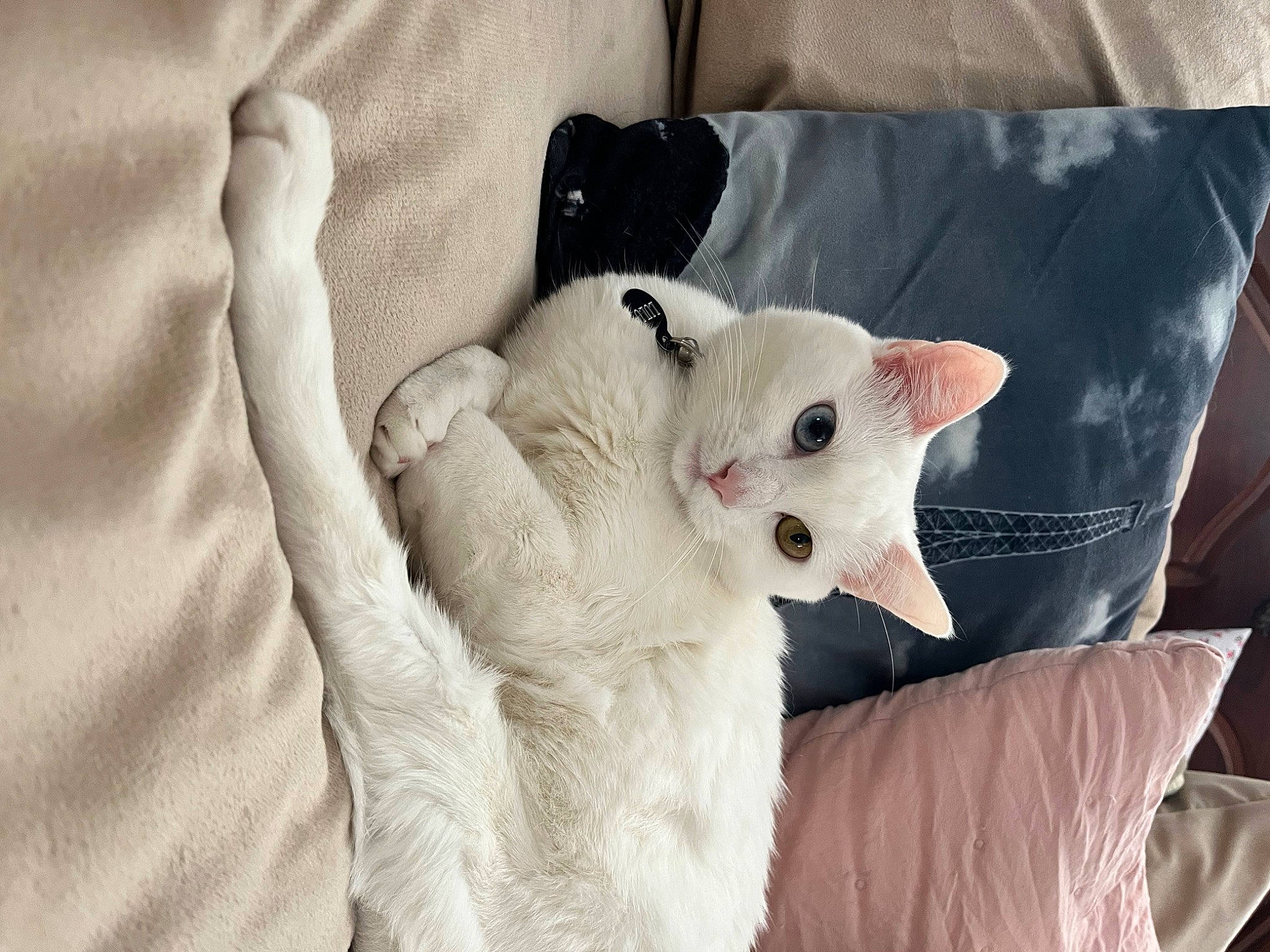 Lulu is registered to the contest to win money with this photo: bedding, carnivore, cat, claw, comfort, couch, domestic_short_haired_cat, fawn, felidae, fur, grey, linens, nap, paw, pillow, small_to_medium_sized_cats, snout, tail, whiskers