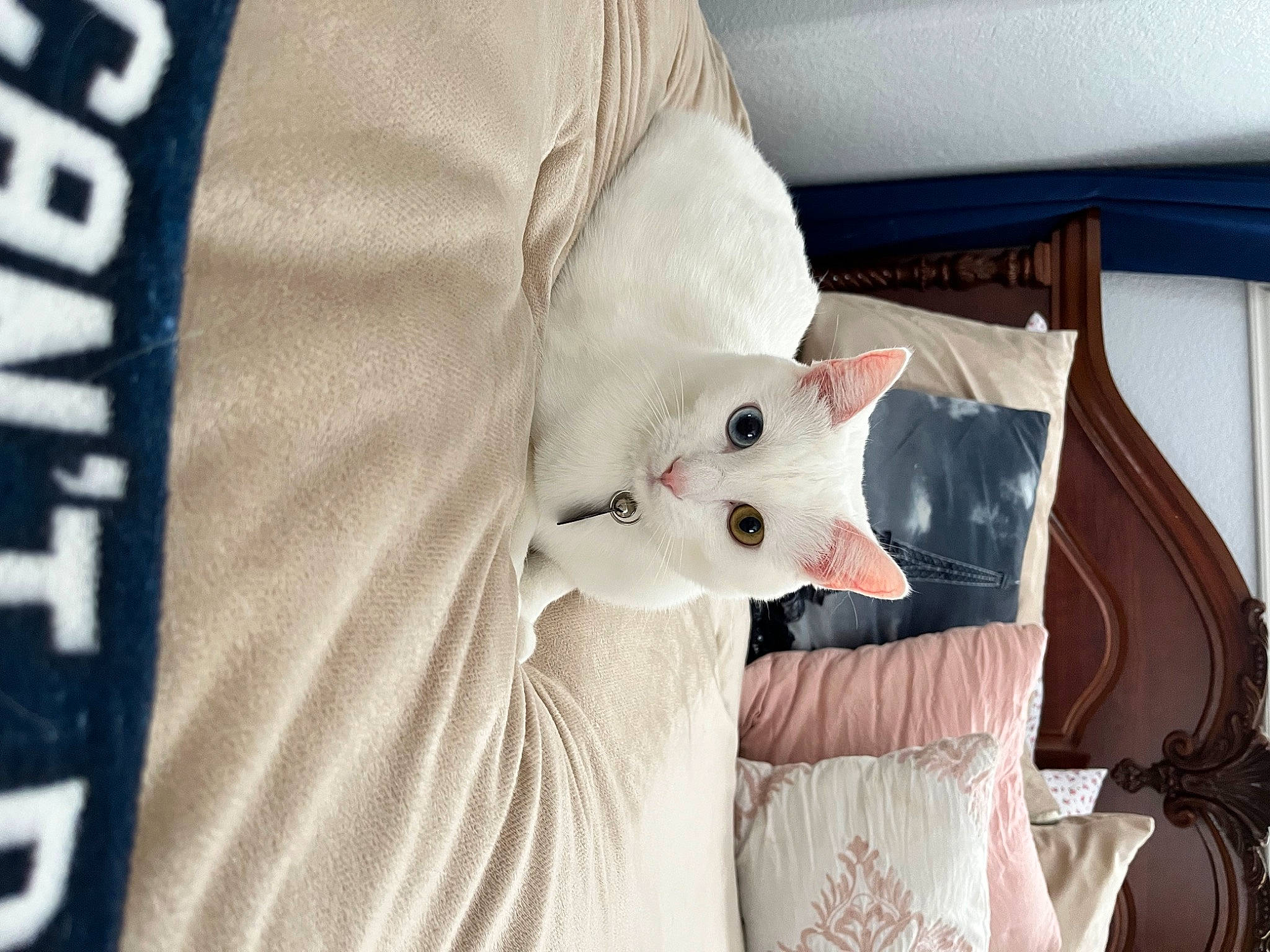 Lulu is registered to the contest to win money with this photo: baby_products, bed, bed_sheet, bedding, carmine, carnivore, cat, comfort, couch, curtain, felidae, fur, grey, linens, pattern, sleeve, small_to_medium_sized_cats, stuffed_toy, tail, whiskers