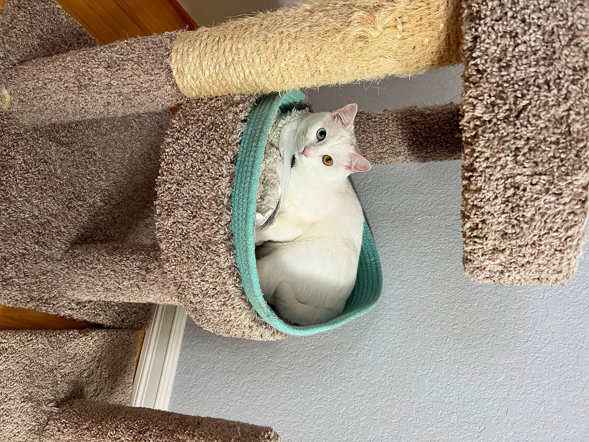 Lulu is registered to the contest to win money with this photo: art, baby_products, comfort, crochet, fur, linens, pattern, plush, room, sculpture, statue, stuffed_toy, tail, teddy_bear, textile, towel, toy, wood, wool, woolen