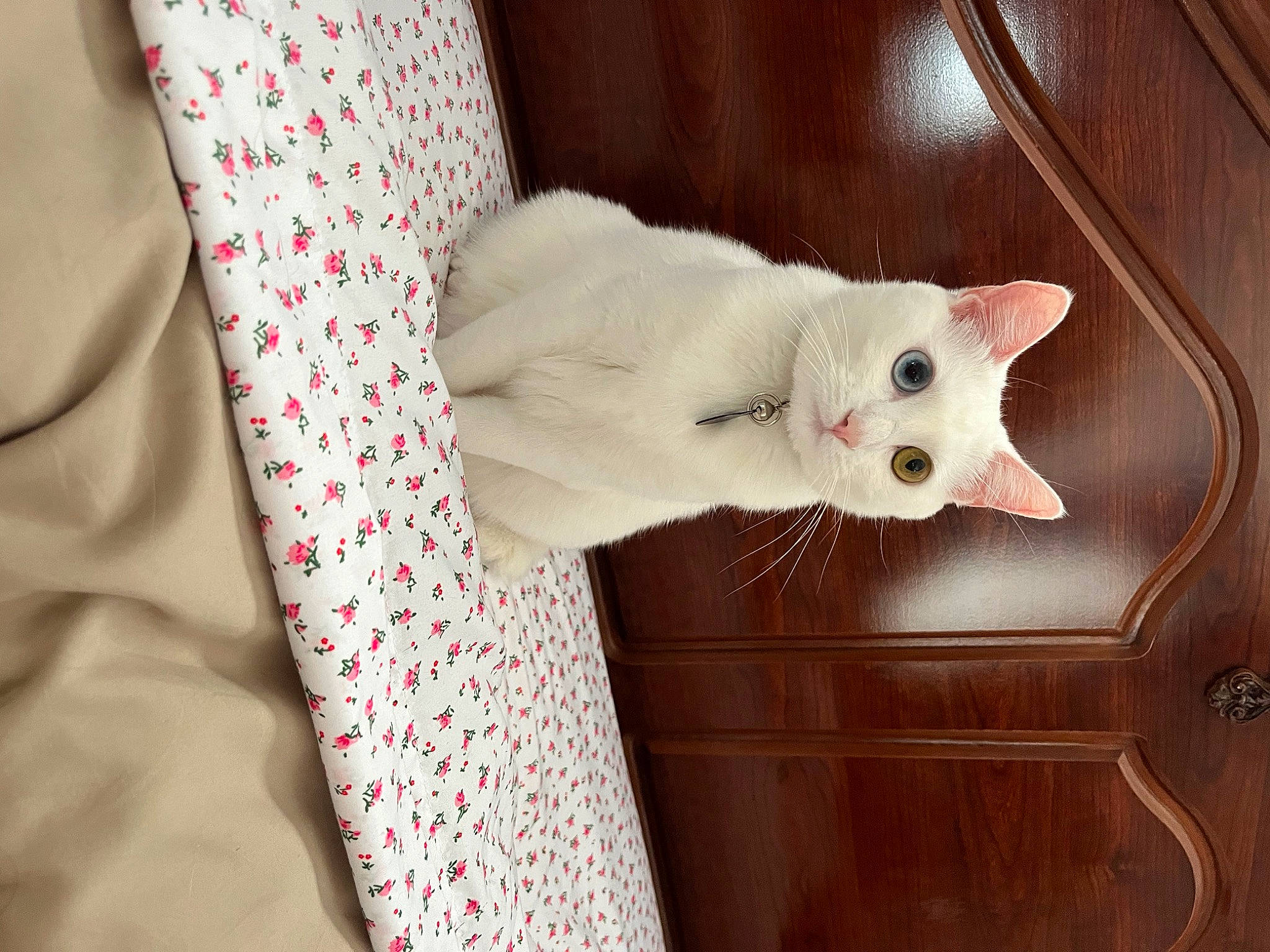 Lulu joined the competition — help win amazing prizes! carnivore, cat, comfort, domestic_short_haired_cat, fawn, felidae, flooring, fur, hardwood, pattern, paw, sleeve, small_to_medium_sized_cats, snout, tail, whiskers, wood