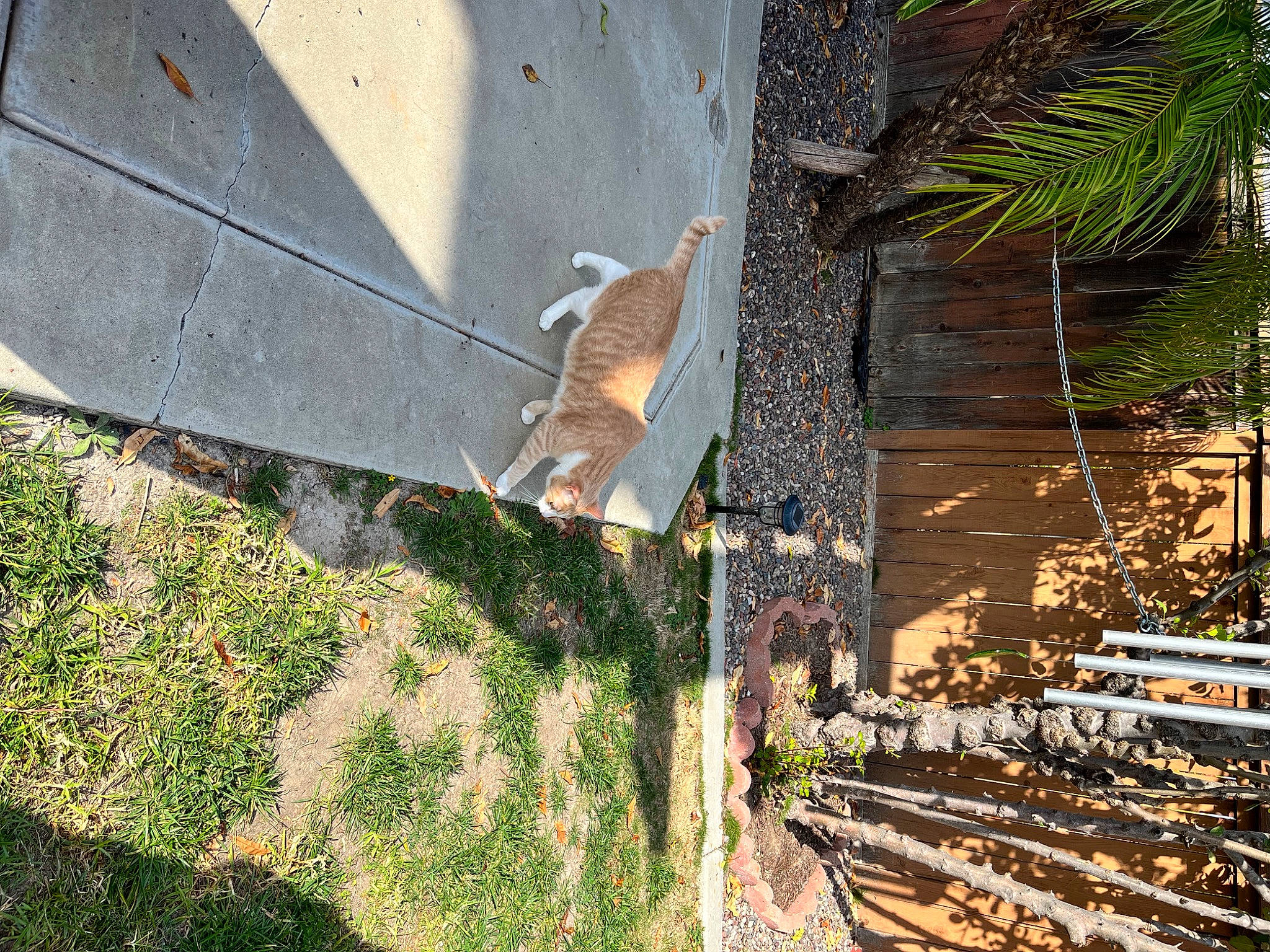 Felix is registered to the contest to win money with this photo: arecales, beak, bird, grass, grass_family, landscape, leaf, palm_tree, plant, road_surface, shade, tints_and_shades, tree, trunk, twig, vegetation, wall, window, wood, woody_plant