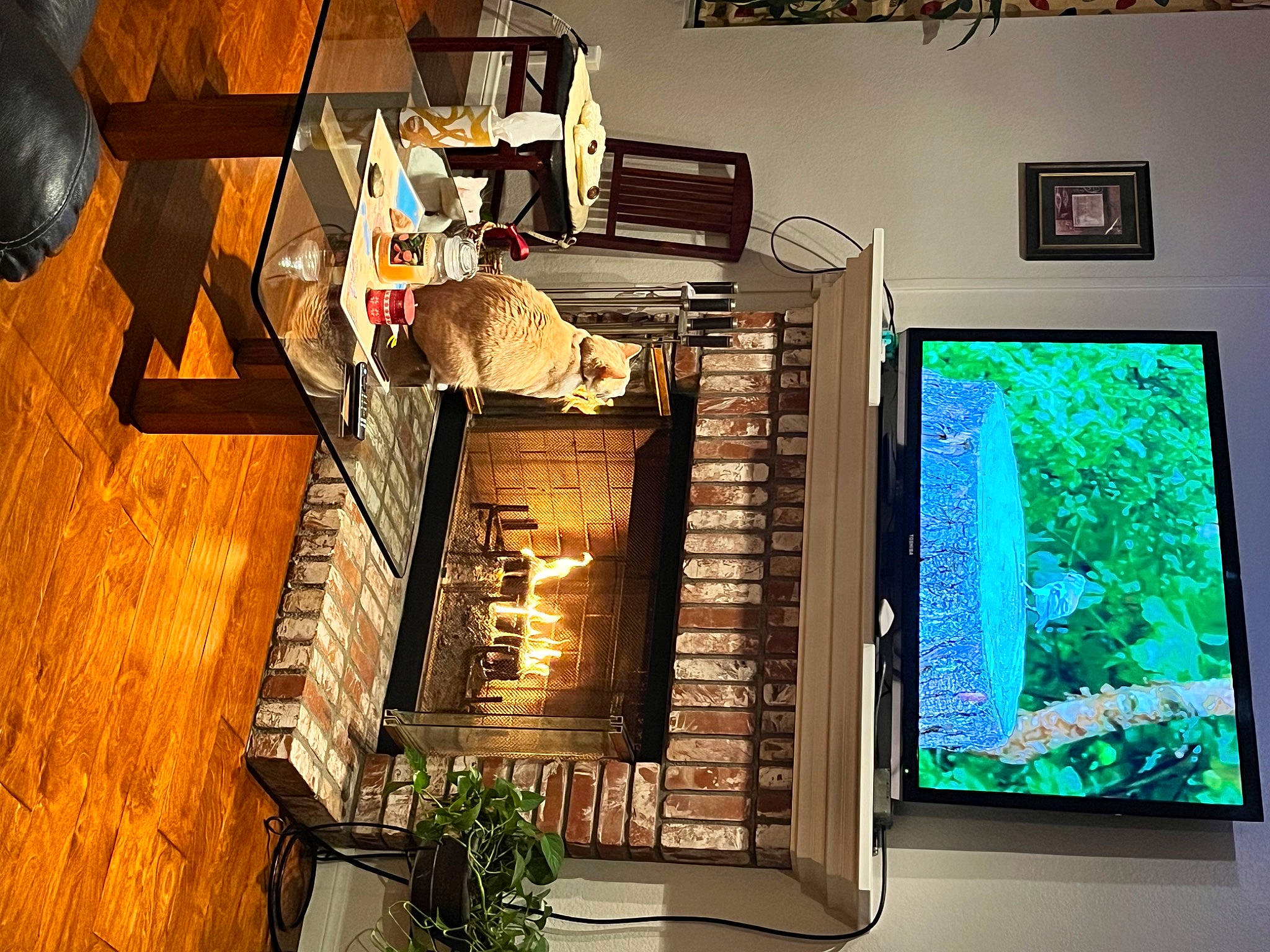 Felix is registered to the contest to win money with this photo: art, building, flooring, flowerpot, hardwood, home, house, houseplant, illustration, interior_design, lighting, living_room, picture_frame, plant, room, shelving, tree, visual_arts, window, wood