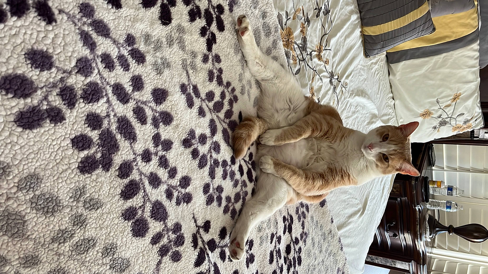 Felix joined the competition — help win amazing prizes! canidae, carnivore, domestic_short_haired_cat, fawn, felidae, fur, linens, pattern, paw, plant, small_to_medium_sized_cats, snout, tail, terrestrial_animal, tree, whiskers, wildlife, wood