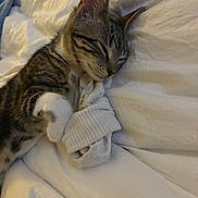 Miso joined the competition — help win amazing prizes! kitten, cat, sleeping, tabby, paw, blanket, sock, indoor, cozy, fur, pet, resting, cute, whiskers, soft, closeup, young, domestic_animal, comfort, relaxation