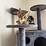 Miso joined the competition — help win amazing prizes! kitten, cat, tabby, cat_tree, pet, indoor, feline, curious, fur, whiskers, ears, animal, resting, playful, gray, soft, cozy, young, cute, domestic
