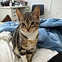 Miso joined the competition — help win amazing prizes! cat, kitten, tabby, pet, indoor, bed, blanket, white_sheets, blue_blanket, fur, ears, whiskers, cute, animal, feline, young, curious, sitting, domestic, cozy