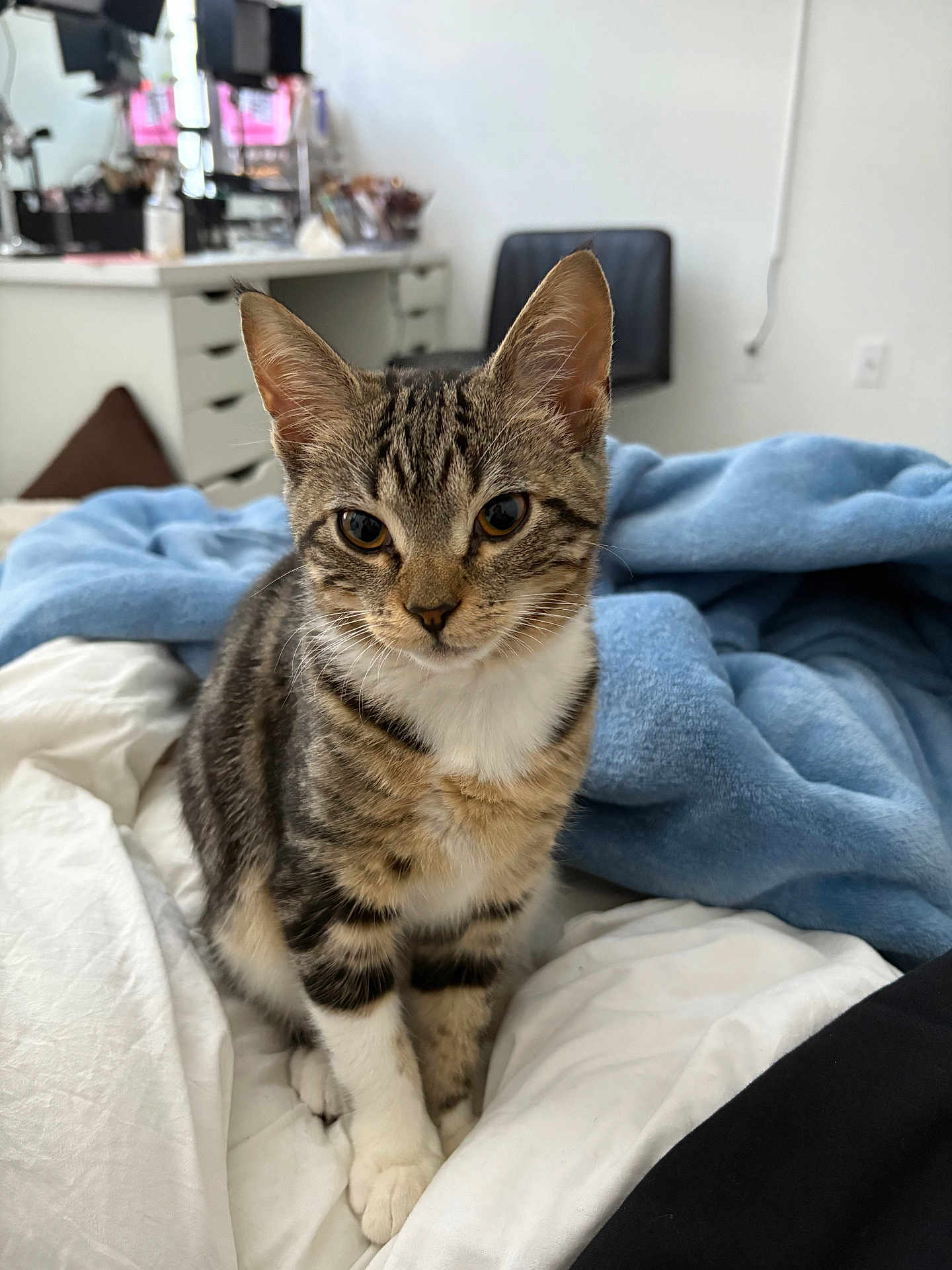 Miso joined the competition — help win amazing prizes! cat, kitten, tabby, pet, indoor, bed, blanket, white_sheets, blue_blanket, fur, ears, whiskers, cute, animal, feline, young, curious, sitting, domestic, cozy