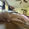 Sashimi is registered to the contest to win money with this photo: kitten, cat, sleeping, indoor, bedroom, blanket, window, cozy, furniture, fan, door, soft_light, resting, pets, animal, white_cat, cute, nap, domestic, relaxing