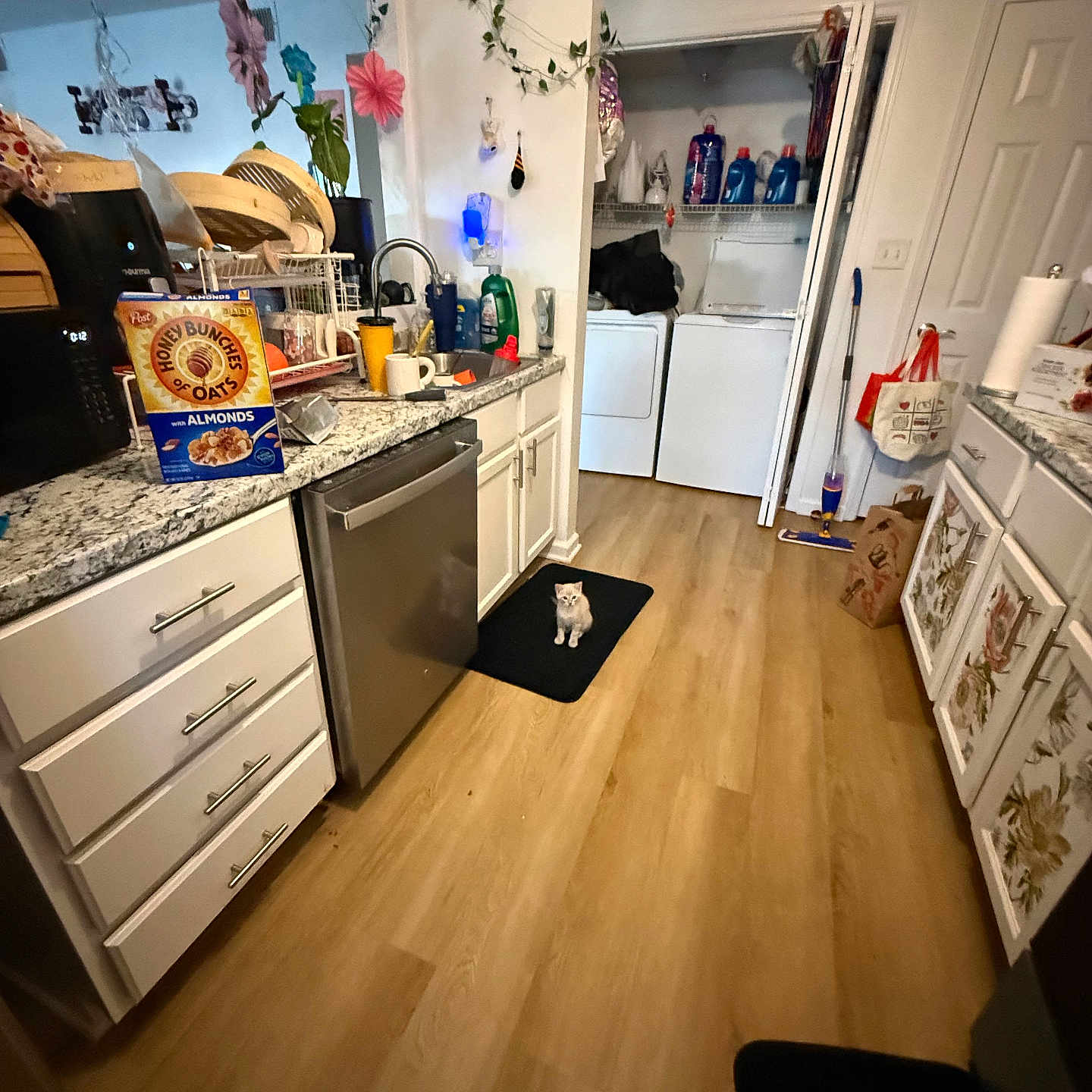 Sashimi joined the competition — help win amazing prizes! cat, kitchen, floor, dishwasher, countertop, cereal_box, mug, sink, laundry_area, washing_machine, detergent, flower_decorations, vine_plant, cabinet, wood_floor, mat, towel, door, cleaning_supplies, household