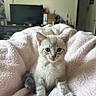 kitten, cat, blue_eyes, fluffy, soft_blanket, pink_blanket, indoor, pet, animal, cute, young, fur, whiskers, small, domestic_cat, sitting, looking, cozy, bedroom, home