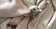 Sashimi is registered to the contest to win money with this photo: animal, blanket, cat, comfort, cozy, cute, ears, fluffy, furry, indoor, kitten, lying_down, paws, pet, pink, relaxed, small, soft, whiskers, young