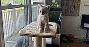Sashimi is registered to the contest to win money with this photo: kitten, cat_tree, window, indoor, furniture, blanket, toy, painting, pumpkin, floor, curious, small_cat, sunlight, pet, home, cozy, interior, animal, sitting, young_cat