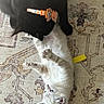 black_cat, white_kitten, cat, kitten, pets, indoor, carpet, patterned_rug, playful, collar, halloween, cute, fur, animal, domestic, resting, interaction, floor, two_animals, companions
