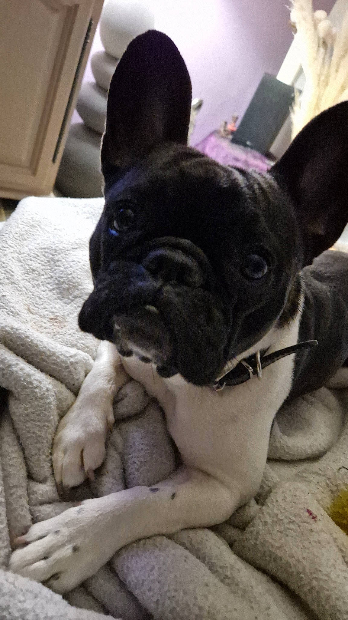 Ruby a rejoint le concours — aidez-le/la à gagner de superbes lots ! bulldog, canidae, carnivore, comfort, companion_dog, dog, dog_breed, ear, fawn, french_bulldog, non_sporting_group, snout, sporting_group, terrestrial_animal, toy_dog, whiskers, working_animal, wrinkle