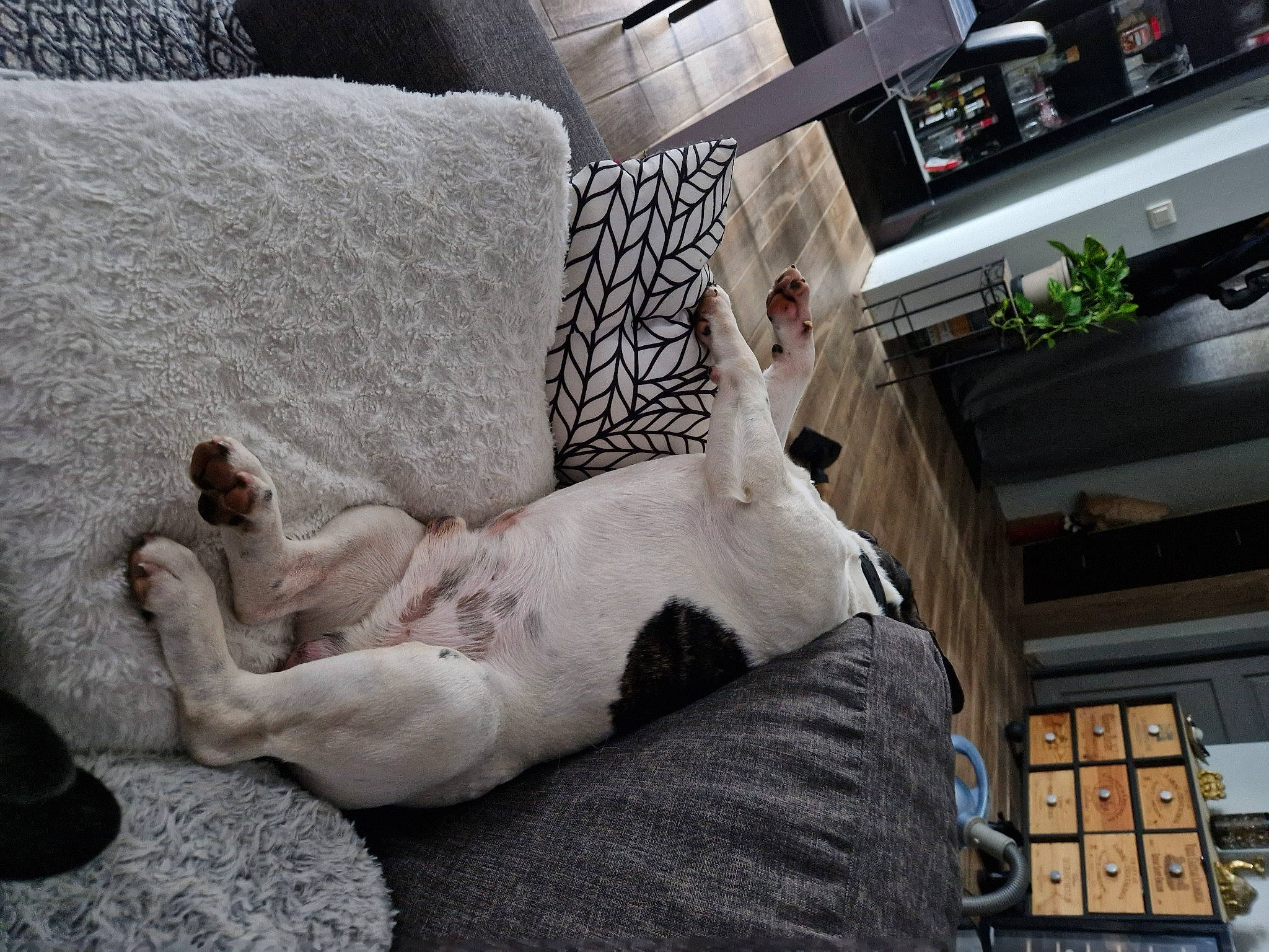 Ruby participe au concours pour gagner de l'argent avec cette photo : canidae, carnivore, cat, comfort, companion_dog, couch, dog, dog_breed, fawn, felidae, fur, linens, nap, plant, room, small_to_medium_sized_cats, snout, sporting_group, tail, whiskers