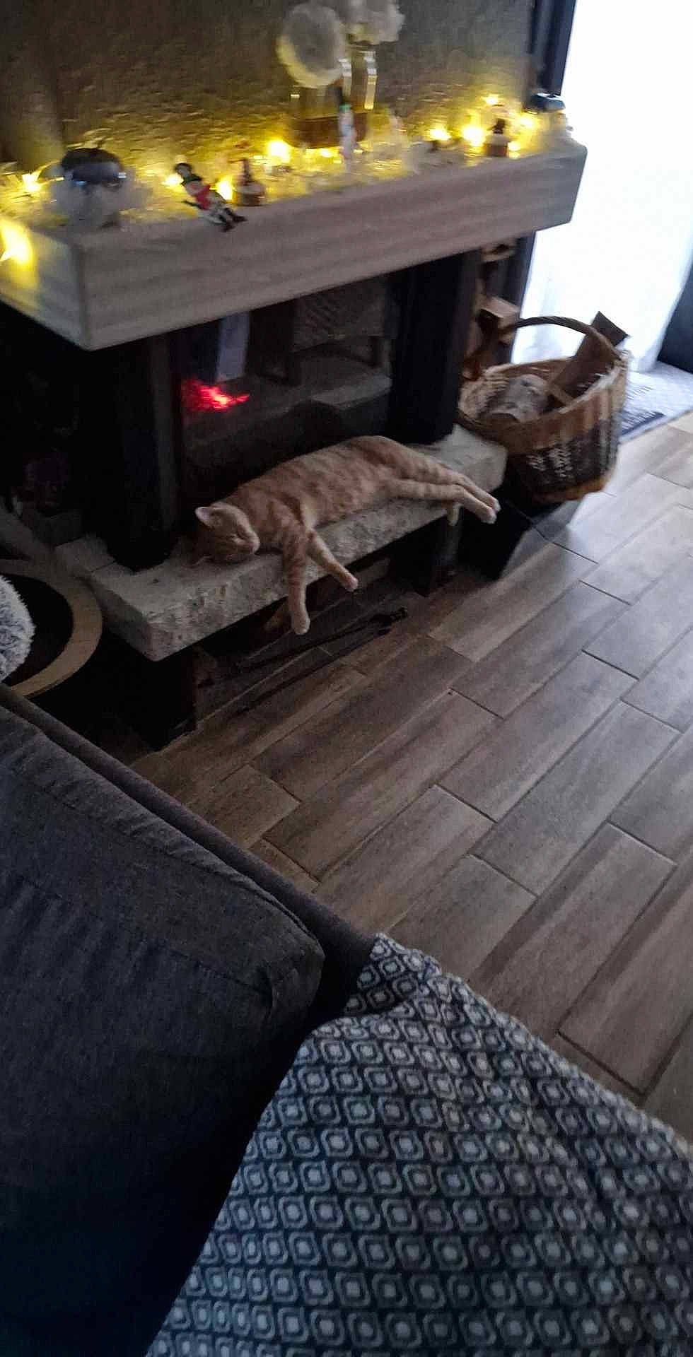 Simba a rejoint le concours — aidez-le/la à gagner de superbes lots ! carnivore, comfort, couch, floor, flooring, hardwood, house, laminate_flooring, living_room, room, wood, wood_flooring, wood_stain